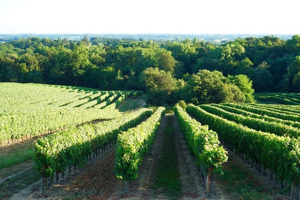 Armagnac - Its Fascinating History & Several Health Benefits
