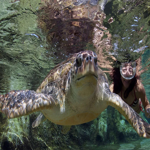 Top 10 things to do on Grand Cayman - Cayman Turtle Centre: Island Wildlife Encounter